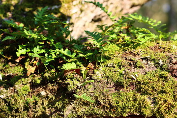 Green Moss texture close up photo. Beautiful moss on a tree. Autumn forest photo. 