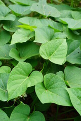 Sweet potatoes leave in the nature. Sweet potato leaves are medium to large in size and are cordate, or heart-shaped with pointed tips. Javanese call it "telo rambak"