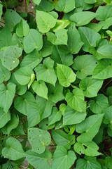 Sweet potatoes leave in the nature. Sweet potato leaves are medium to large in size and are cordate, or heart-shaped with pointed tips. Javanese call it 