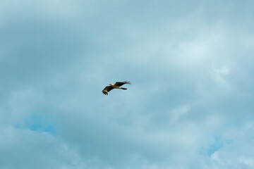 The Yellow-Headed Caracara (Milvago chimachima), a Bird of Prey Flying in a Cloudy Sky in Palomino, Colombia