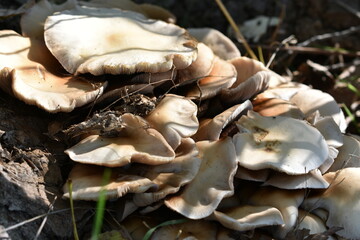 Setas que crecen en árboles