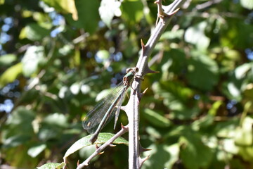 Libélula posada en una zarzamora