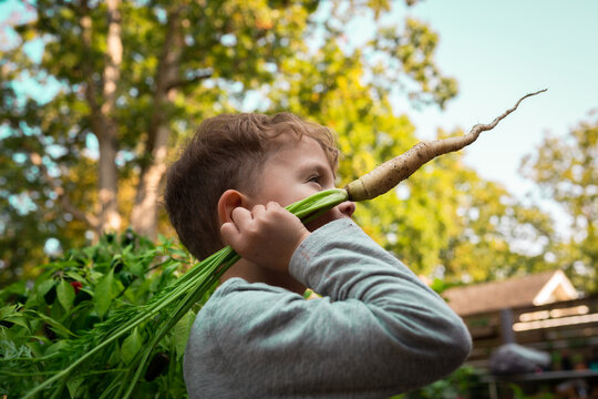 Boy playfully pretending a carrot is his nose