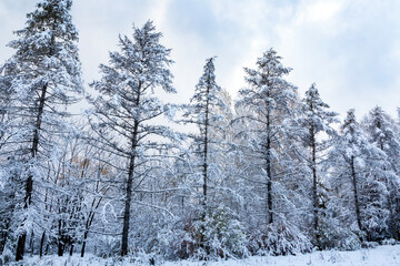 Landscape with trees covered with snow. Weather, climate, change of seasons.