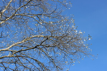 Tree branches with white leaves on blue sky background. Abstract natural background. 