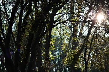 Tranquil scenery of green forest. European nature landscape photo. Beautiful green trees in the woods. 