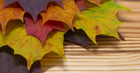 Naklejka na ściany i meble multicolored maple leaves, autumn leaves on rustic wooden background , thanksgiving background, copy space