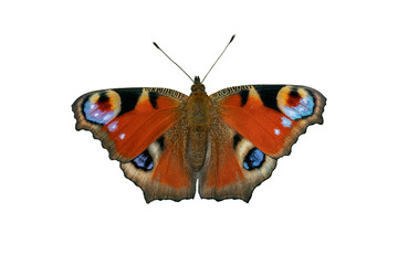 Cutout of a natural European peacock butterfly (Aglais io) isolated on white.