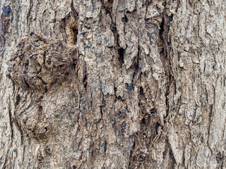 Tree epidermis