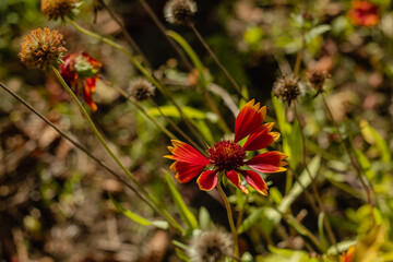 Yellow red gaillardia in the garden on a blurry green background.