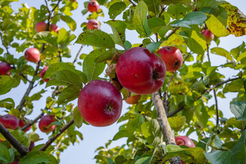 Large red apples on an apple tree in autumn.