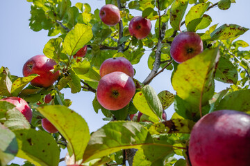 Autumn harvest of red apples in the orchard.
