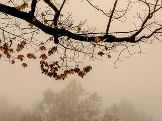 A tree in the autumn has only a few leaves left on its branches.  Heavy thick fog on a November Morning.