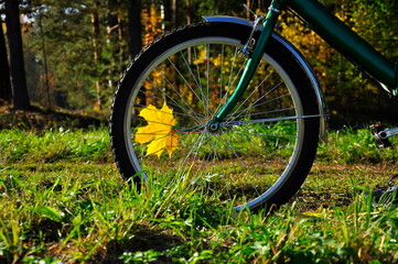 Fototapeta na wymiar Cycling in the autumn park.