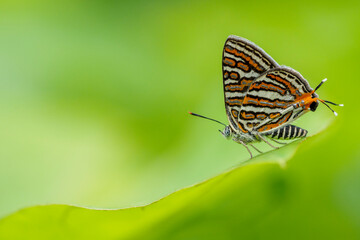 Fototapeta na wymiar colorful butterfly. beautiful butterfly on the forest floor.