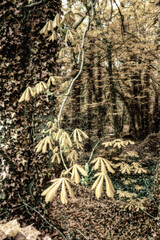 Abstract Forest in Ireland