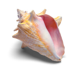 Conch Shell Front
