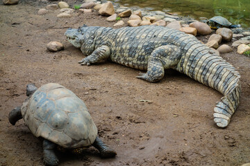 close view of a brazilian pap yellow alligator and big tortoise