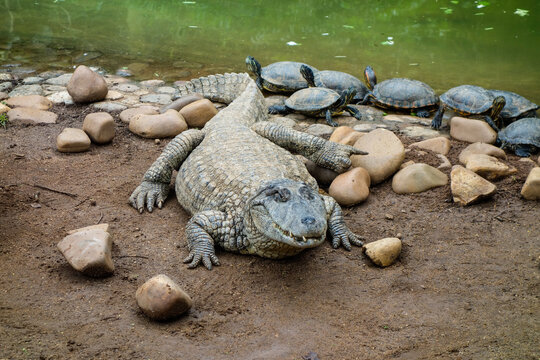 close view of a brazilian pap yellow alligator, or Jacare do papo amarelo