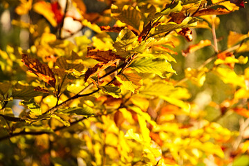 The colors of autumn. Colorful leaves in warm shades, lit by afternoon light.