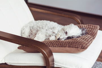 White Havanese Dog Sleeping on a Pillow on Chair 
