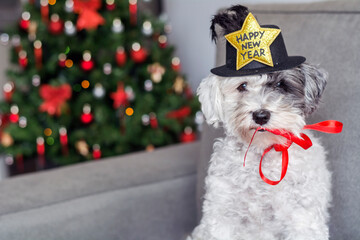 Havanese Dog with Happy New Year Hat on a Decorated Christmas Tree Background 