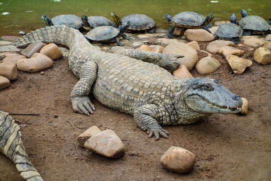 close view of a brazilian pap yellow alligator, or Jacare do papo amarelo