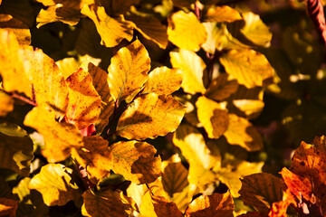 The colors of autumn. Colorful leaves in warm shades, lit by afternoon light.
