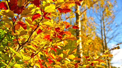 The colors of autumn. Colorful leaves in warm shades, lit by afternoon light.
