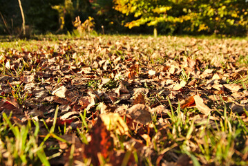 The colors of autumn. Colorful leaves in warm shades, lit by afternoon light.