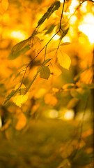 Yellow autumn leaves in sunlight. Image with selective focus