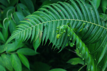 fern leaf in the forest