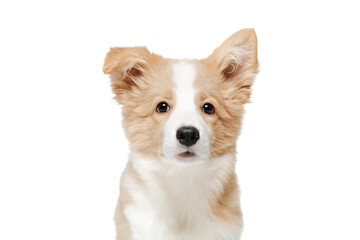 Portrait of a funny little puppy of a dog of white-red color. Border Collie breed. The background is isolated.