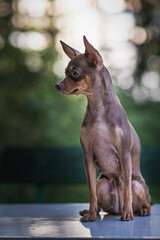 Close-up portrait of a beautiful purebred female toy terrier in the forest with a beautifully blurred background.