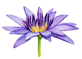Lotus watercolor isolated on white background. Hand painted violet lotus flower. Botany illustration.