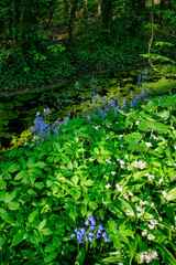 Vibrant Summer Forest in Ireland