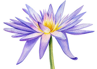 Naklejka premium Watercolor lotus isolated on white background. Hand painted violet flower. Botanical illustration.