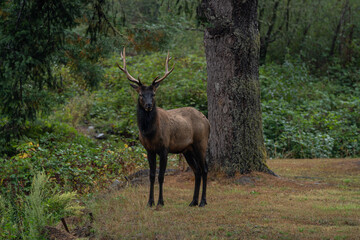 Male deer, stag standing in the woods