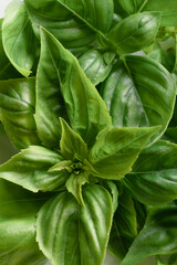 Bunch of Green Basil Leaves