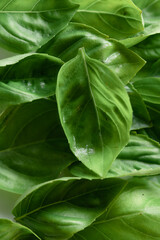 Pile of Green Basil Leaves