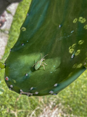 Nopal bug close-up. Plague