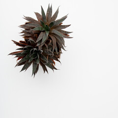 Naklejka na ściany i meble Minimal style. Minimalist fashion photography. A small plant in a pot on the table. Top view. Flat lay