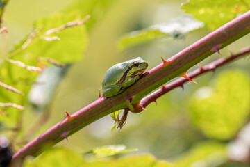 Treefrog on blackberry bush
