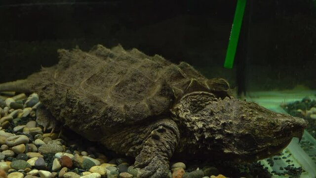 Freshwater predatory Alligator turtle in aquarium. Alligator Snapping Turtle. Oceanarium, undersea world. Underwater sea background.