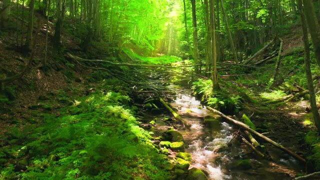 Forest waterfall nature sun magic tree stone water travel