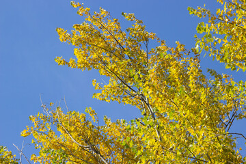 Yellow autumn trees against the blue sky. Autumn nature