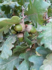 Obraz premium acorn on oak