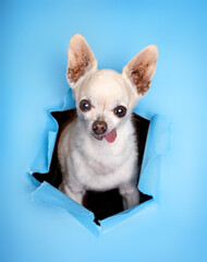 cute tiny chihuahua poling his head out of a hole ripped in blue paper