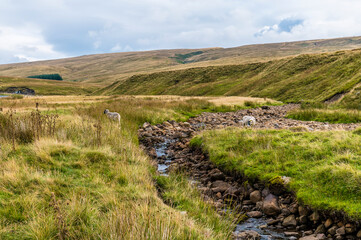Obraz premium A view along a stream on the Dales near Hawes, Yorkshire, UK on a summers day