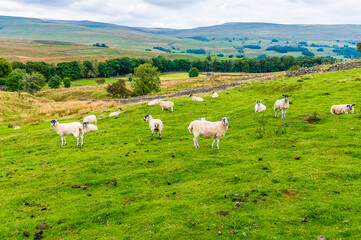 A view of sheep on the Dales near Hawes, Yorkshire, UK on a summers day